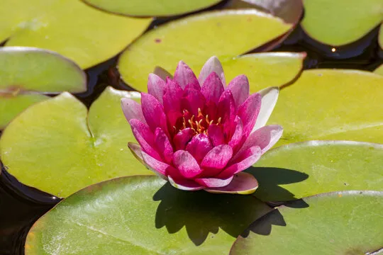 天辰娱乐 移动应用背景